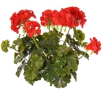 Geranium Franse UV -H2O bestending, Ø 30 H 39 cm